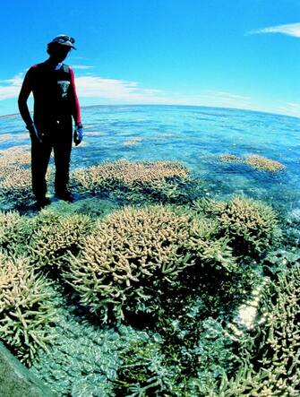 Un sub di Greenpeace ispeziona la Grande Barriera Corallina in Australia