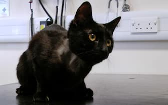 Gatto