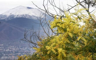 30060306 - NAPOLI - CRO : MALTEMPO: VESUVIO IMBIANCATO FINO A BASSA QUOTA  La neve sul Vesuvio, dopo il ritorno del freddo al sudo, contrasta con le mimose in fiore che annunciano l'imminente arrivo della primavera.  CIRO FUSCO / ANSA / PAL
