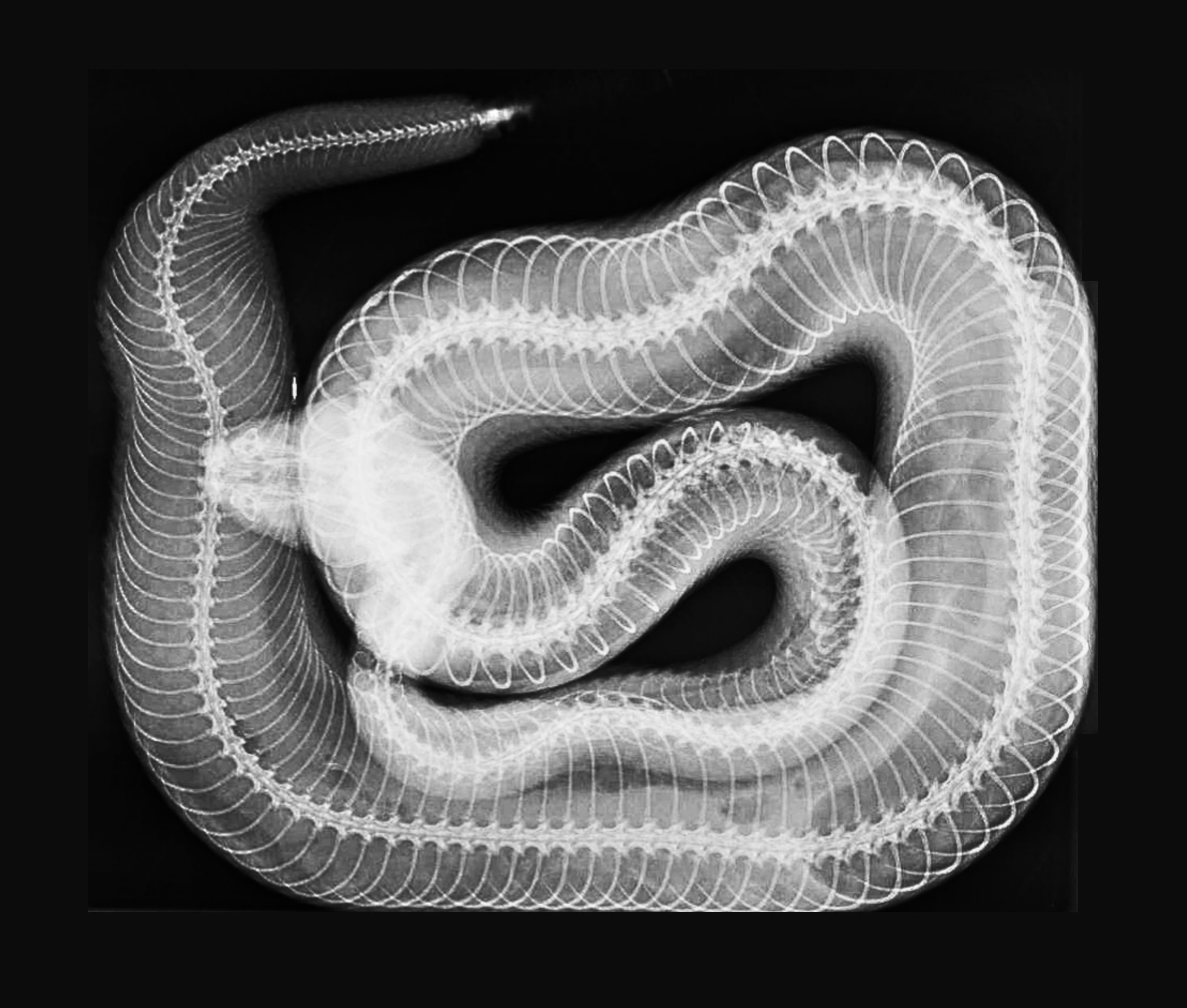 radiografia serpente