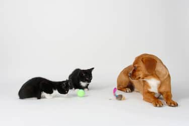 Quali animali rientrano nel provvedimento