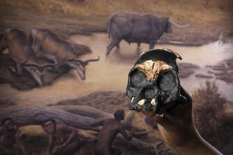 General View (Researchers Announce Discovery of Ancient Skull and Teeth in South Africa)