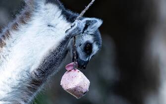 Bioparco, cibo fresco per gli animali contro il caldo