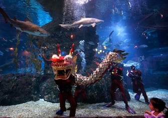 epa11130714 A young visitor watches scuba divers performing an underwater dragon dance during a special seasonal performance to celebrate the upcoming Chinese Lunar New Year at Sea Life Bangkok Ocean World aquarium in Bangkok, Thailand, 06 February 2024. The Chinese Lunar New Year, also called the Spring Festival, falls on 10 February 2024, marking the start of the Year of the Dragon.  EPA/RUNGROJ YONGRIT