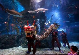 epa11130714 A young visitor watches scuba divers performing an underwater dragon dance during a special seasonal performance to celebrate the upcoming Chinese Lunar New Year at Sea Life Bangkok Ocean World aquarium in Bangkok, Thailand, 06 February 2024. The Chinese Lunar New Year, also called the Spring Festival, falls on 10 February 2024, marking the start of the Year of the Dragon.  EPA/RUNGROJ YONGRIT