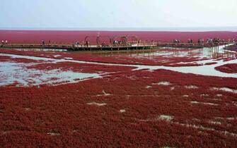 Breathtaking Panjin Red Beach in NE China