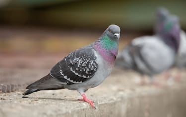 The rock dove/pigeon, or pigeon is commonly seen in major cities such as this one in Anchorage, Alaska.