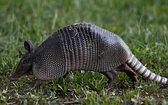 epa07770540 An armadillo digs in the yard of a country property near Cumby, Texas, USA, 12 August 2019.  EPA/LARRY W. SMITH