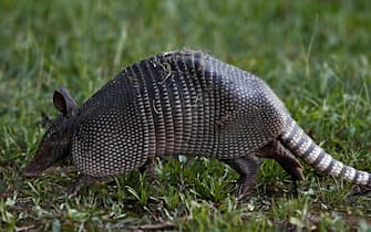 USA ANIMALS ARMADILLO