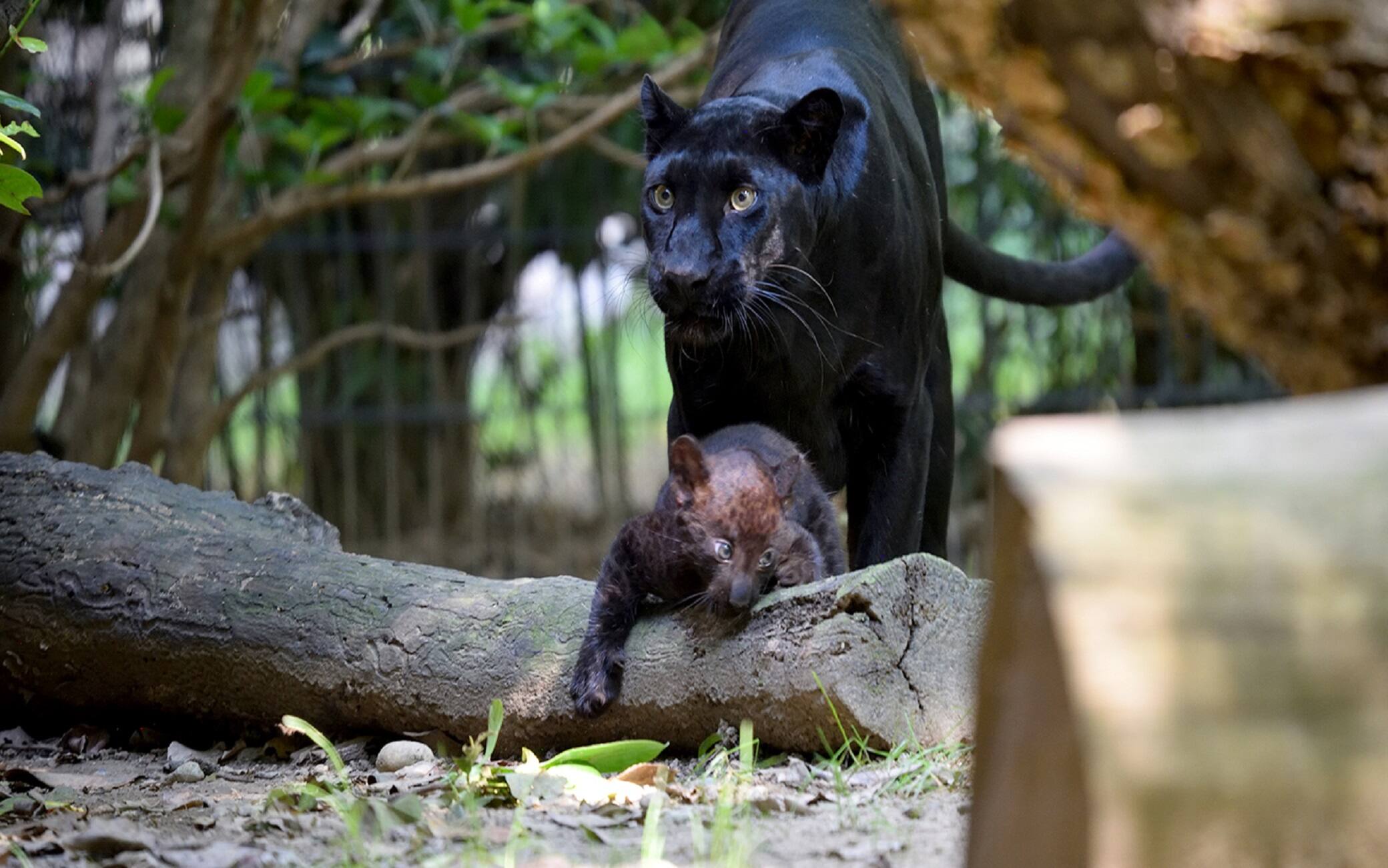Il cucciolo nato al parco Le Cornelle