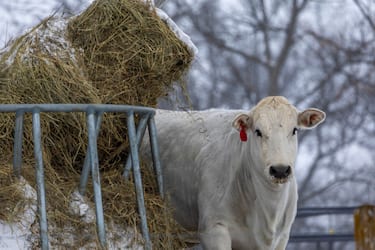 POLK CITY, IOWA - JANUARY 13: A cow stands near his food and water area as blowing snow and winds continued on January 13, 2024 in Polk City, Iowa. Republican presidential candidates postponed or cancelled many campaign events in Iowa days before the all-important caucuses, the first primary competition of the 2024 election year.  (Photo by Tasos Katopodis/Getty Images)