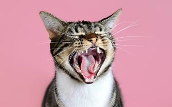 gli animali domestici in casa