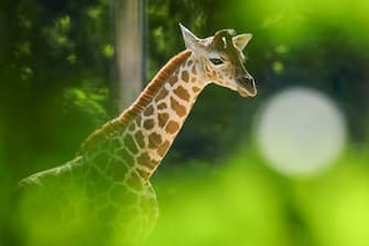 GERMANY ANIMALS GIRRAFE BERLIN TIERPARK ZOO