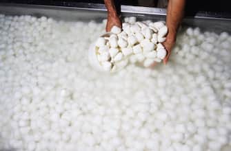 ITALY - MARCH 24: Production and processing of mozzarella cheese in a dairy farm, Molise, Italy. (Photo by DeAgostini/Getty Images)