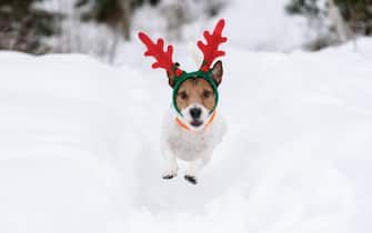 Dog wearing antlers of Christmas reindeer plays in deep snow