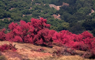 Los Angeles Trees are covered in red Phos-chek fire retardant dropped from firefighting aircraft to help protect homes and further contain a wildfire, June 18, 2016 at the Sherpa Fire near Santa Barbara, California. Near Santa Barbara, north of Los Angeles, the so-called Sherpa fire in the Los Padres National Forest is raging full speed, fanned by strong winds, prompting authorities to declare a state of emergency and intermittently shut highways. The fire is the tourist region's largest since 2009, a Santa Barbara spokeswoman said. (Photo by DAVID MCNEW / AFP)