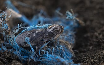HATAY, TURKIYE - SEPTEMBER 3: A newborn green sea turtle struggles due to a disposed plastic net before reaching to the sea on Samandag Beach in Hatay, Turkiye on September 3, 2021. Sea turtles, an ancient species that appeared 110 million years ago, are still critically endangered due to increasing environmental pollution despite all conservation efforts. Anadolu Agency photojournalists captured sea turtles, whose life is turning into an increasingly dangerous journey because of environmental pollution and tracked their challenging life journey for 4 months. The work was created with data collected over two years from coastal areas in Turkiyeâs Mugla, Hatay, Adana, Antalya, Istanbul, and Rize provinces. The visuals of the project were recorded during four months of shooting in the nesting area of sea turtles between the Iztuzu coast in western Mugla province and the Samandag coast in southern Hatay province. Sea turtles' most eastern home is considered to be the 'Samandag Beach' in Hatay. Conservation studies in this region are conducted by the Samandag Sea Turtle Research, Conservation and Monitoring Center (SACEVKO). One out of every three turtles found dead on Turkey's Mediterranean coast dies from plastic wastes. Total of 32,200 baby sea turtles died due to plastic and waste on the beach in 2021. (Photo by Ozge Elif Kizil/Anadolu Agency via Getty Images)