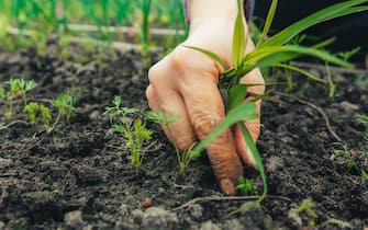 Care for carrot sprouts growing in the soil in a row. Female hand removes weeds in the garden bed, cultivation of vegetables, agricultural hobby. Rural scene.
