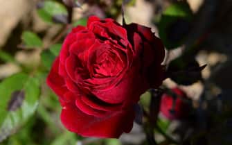 Frasi San Valentino Closeup of a Beautiful Blooming Red Rose, Flower of Love