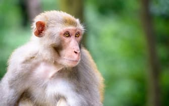 Macaque at Qianling Hill Park in Guiyang, China.