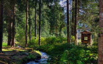 Vacanza nel bosco