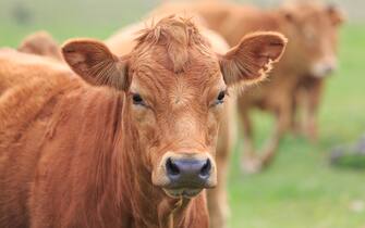 Gelbvieh Red Angus cross Breed