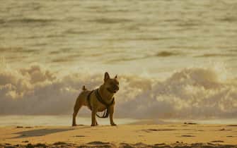 Un cane in spiaggia