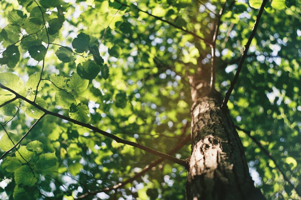 Foto_di_David_Vig_su_Unsplash.jpg
