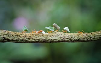 Leaf-cutter ants carrying assortment of leaves and fish-food on branch.