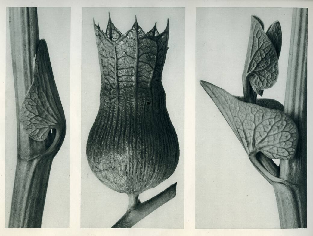 Karl_Blossfeldt_Courtesy_Karl_Blossfeldt_Archiv_Stiftung_Ann_und_Jürgen_Wilde_Pinakothek_der_Moderne_München.jpg