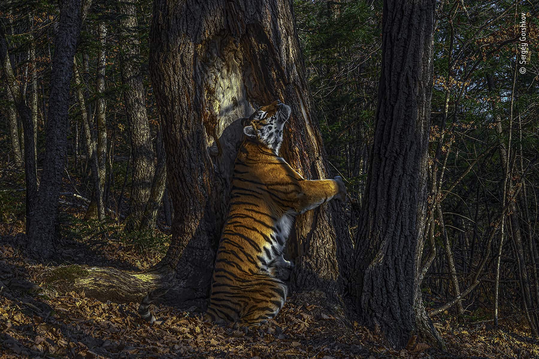 13_©_Sergey_Gorshkov_Wildlife_Photographer_of_the_Year_2020.jpg