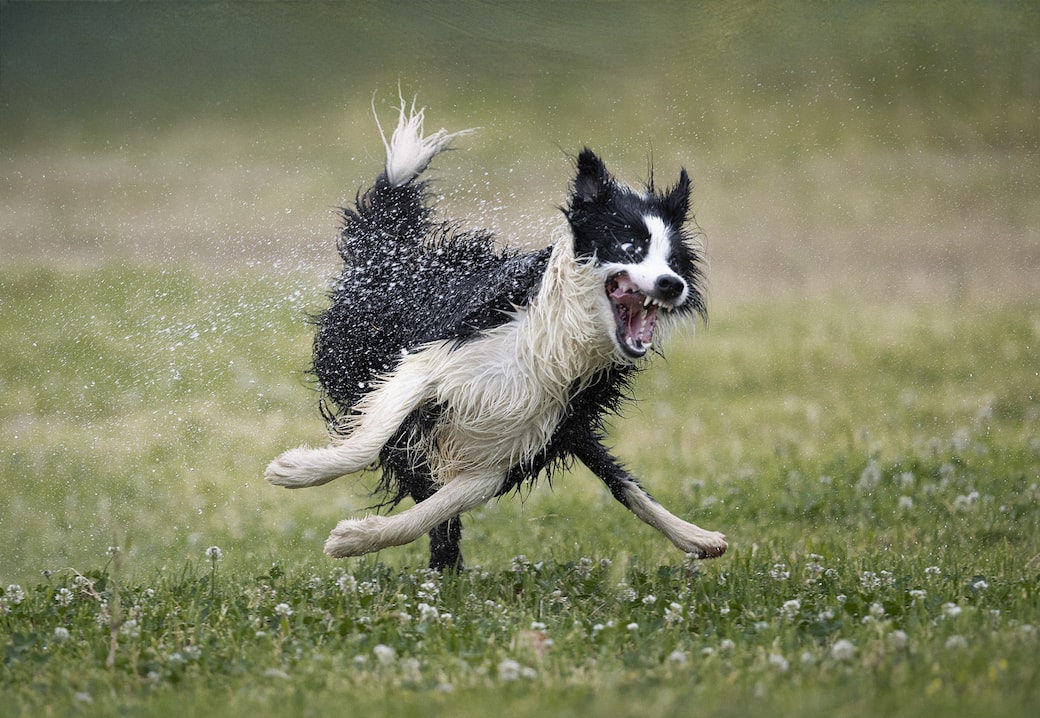 2._Dog_Category_Winner_Jose_Bayon_Nilo_s_love_for_water.jpg