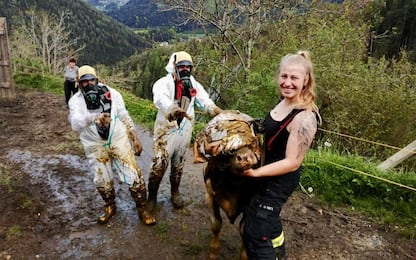 Val Pusteria, vitello cade in una fossa di letame: i vigili lo salvano