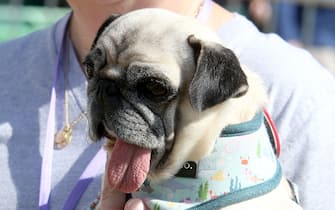 Lookin ruff! The World's Ugliest Dog Contest at the Sonoma-Marin Fair in Petaluma, California. Ugly mutts flocked to the annual competition vying to be recognized as the most unconventionally beautiful. The event celebrates all dogs and encourages adoption of those who may be overlooked because of their looks. A Chinese Crested pup called Scooted won the competition, with Wild Thang coming a close second. Harold Bartholomew took home 3rd prize and the spirit award. Some of the crowd held up supportive signs for their favorite mutts and a few were spotted wearing ugly dog contest t-shirts and shouting encouragement.



Pictured: michelle grady,jinny lu

Ref: SPL8521919 230623 NON-EXCLUSIVE

Picture by: SplashNews.com



Splash News and Pictures

USA: 310-525-5808
UK: 020 8126 1009

eamteam@shutterstock.com



World Rights,