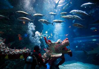 epa11130720 Scuba divers perform an underwater dragon dance during a special seasonal performance to celebrate the upcoming Chinese Lunar New Year at Sea Life Bangkok Ocean World aquarium in Bangkok, Thailand, 06 February 2024. The Chinese Lunar New Year, also called the Spring Festival, falls on 10 February 2024, marking the start of the Year of the Dragon.  EPA/RUNGROJ YONGRIT