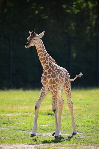 GERMANY ANIMALS GIRRAFE BERLIN TIERPARK ZOO