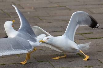 Lesser black-backed gulls fighting in a Venice street