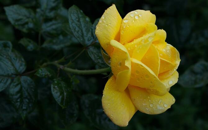 Rosa: tutti i segreti sul fiore dell'amore, per sorprendere a San Valentino