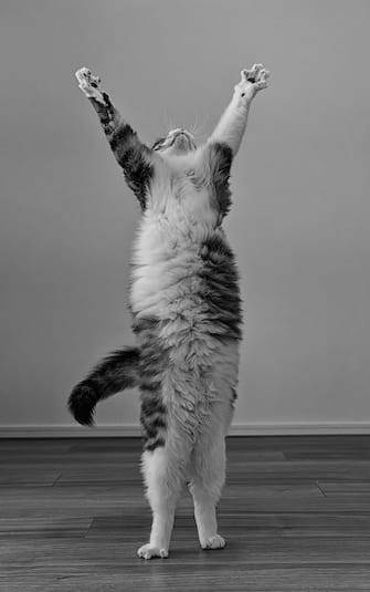 The Comedy Pet Photography Awards 2023
Kazutoshi Ono
Miyagi Sendai
Japan

Title: Victory
Description: Perfect landing pose, right?
Animal: my rescued cat
Location of shot: my house