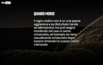 Ragno violino