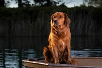 A golden retriever dog sitting on the bow of a small boat in the evening.