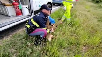 Un fermo immagine tratto da un video mostra alcuni agenti della polizia stradale soccorrere un capriolo che era capitato sulla corsia di emergenza di un'autostrada, sulla A5 Torino-Aosta tra le uscite di San Giorgio e Scarmagno, 30 aprile 2023. ANSA/ UFFICIO STAMPA ++HO - NO SALES EDITORIAL USE ONLY++ NPK++