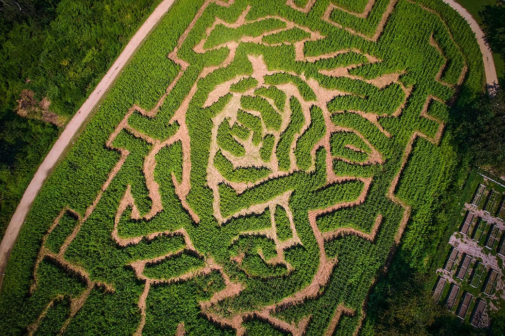 Aerial_view_of_The_Amazing_Maize_Maze_at_Queens_Farm._Photo_Matthew_Borowick.jpeg