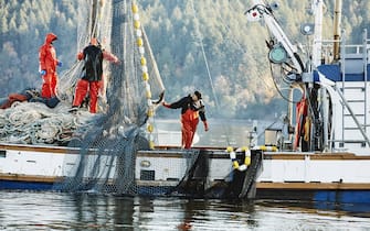 Crew of fishing boat hauling in net while fishing for salmon