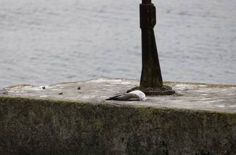 Lago di Garda, Desenzano gabbiani morti per aviaria