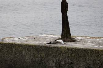 Gabbiani morti per aviaria sul lago di Garda, in localita' Desenzano, 1 marzo 2023. ANSA/ FILIPPO VENEZIA