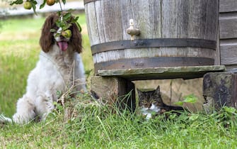 The Comedy Pet Photography Awards 2023
Kim Horstmanshof
Ashford Surrey
United Kingdom

Title: The 498th round of Hide and Seek was getting a bit old...
Description: Misty the spaniel desperately wanted to play with Nala, the dignified older lady of the menagerie. She wasn't that keen, fortunately Misty was pretty terrible at hide and seek
Animal: Nala the cat accompanied by Misty the dog
Location of shot: Orchard in Herefordshire