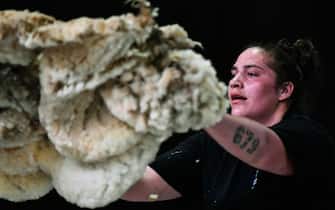 New Zealand's Pagan Karauria sorts wool to win the Wool Handling World Champion title with her teammate Sheree Alabaster during the 18th edition of the World Sheep Shearing and Wool handling championships in Le Dorat, central-western France, on July 7, 2019. - From July 4 to 7, 2019 the competition takes place for the first time in France. More than 5,000 sheep will be shorn for four days during numerous competitions. (Photo by GEORGES GOBET / AFP)        (Photo credit should read GEORGES GOBET/AFP via Getty Images)