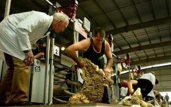 (AUSTRALIA OUT) Australian competitor Shannon Warnest in centre and New Zealand competitor David Fagan behind him are judged as they compete in the 2005 Golden Shears World Machine Shearing Final in Toowoomba, QLD, 12 June 2005.  (Photo by Tamara Dean/The Sydney Morning Herald/Fairfax Media via Getty Images via Getty Images)