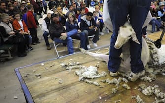 STOCKSHOW09--Gary Reinhart, of Fargo North Dakota, get a good hold on his sheep during the Sheep Shearing Contest, Saturday, at the National Western Stock Show. RJ Sangosti/ The Denver Post  (Photo By RJ Sangosti/The Denver Post via Getty Images)